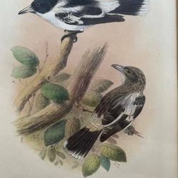 Original Hand painted lithographs 'Birds of Australia' #2 Original Hand painted lithographs 'Birds of Australia' #2