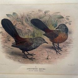 Original Hand painted lithographs 'Birds of Australia' Original Hand painted lithographs 'Birds of Australia'