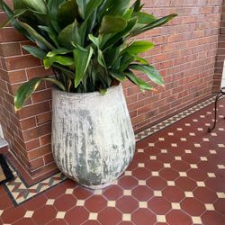 POT - ‘SACK JAR’ FROM KELLOCKS - COST $900! INCLUDES PLANT #2 POT - ‘SACK JAR’ FROM KELLOCKS - COST $900! INCLUDES PLANT #2