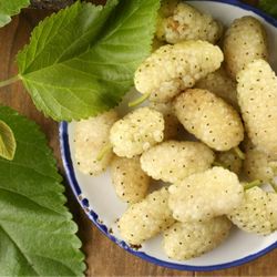 Mulberry White - Morus Alba #3 Mulberry White - Morus Alba #3